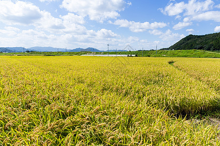 蓝天的稻田农业农场热带农田粮食季节种子天空植物农村图片