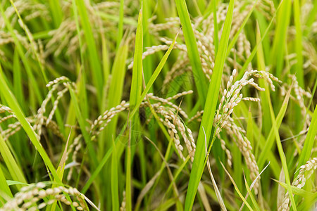 稻田饭谷物农业金子种子热带蓝色粮食场地草地季节图片