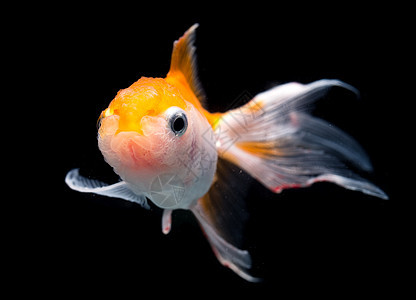 金鱼在黑色背景上被孤立黄色液体金子生活橙子动物运动游泳宠物鱼缸图片