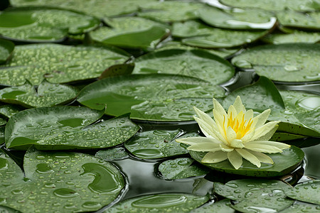 雨后黄水 Lily图片