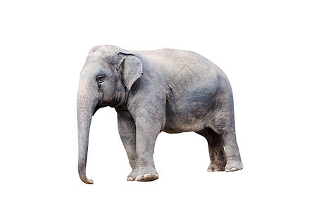 大象灰色力量濒危哺乳动物野生动物食草白色男性厚皮树干图片