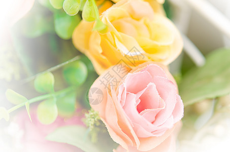 粉红和黄玫瑰橙子黄色庆典美丽粉色花园植物群叶子宏观白色图片