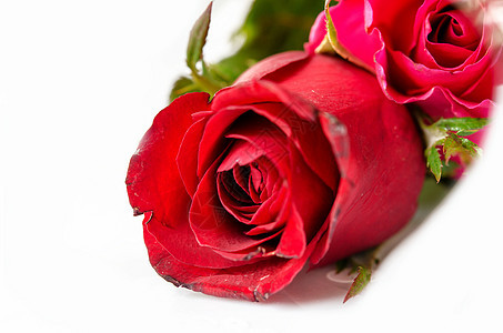 红玫瑰美丽玫瑰白色花瓣礼物叶子展示红色绿色图片