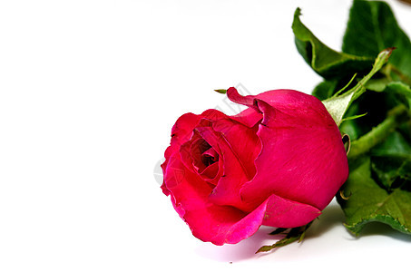 粉红玫瑰花白色玫瑰礼物花瓣美丽叶子粉色绿色展示图片