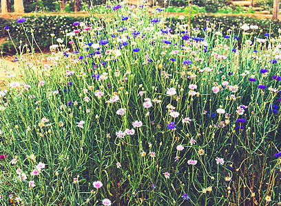 鲜花墙纸花朵草地古董场地粉色材料植物叶子背景图片