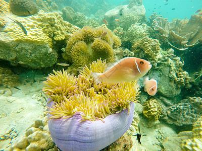 水下鱼类蓝色海洋热带荒野珊瑚呼吸管生活野生动物图片