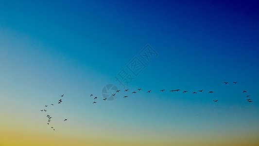 轮尾飞鸟热带海滩地平线天空晴天航班旅游蓝色阳光海洋图片