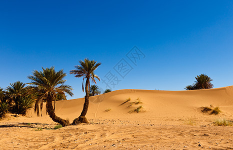 沙漠绿洲莫罗科的棕榈生态花园农业异国热带天堂绿洲木头沙丘荒野图片