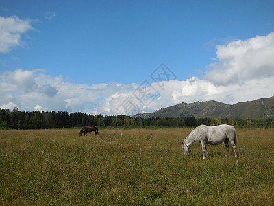 在阿尔泰山的牧场里放牧的马群农村地平线树木山脉草地天空沉思农业植物土地图片