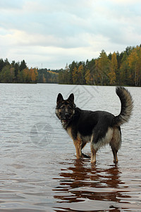 德国牧羊犬在湖中反射潜水女性森林海滩树木图片