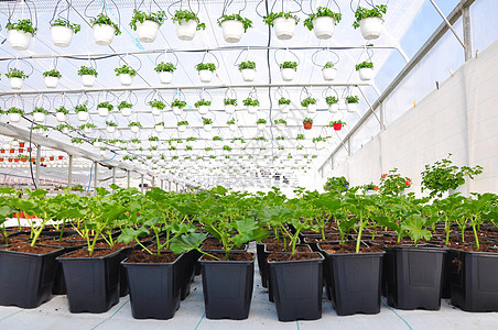 工厂草本植物藤蔓叶子花园宏观植物群植物学雌蕊园艺植物图片