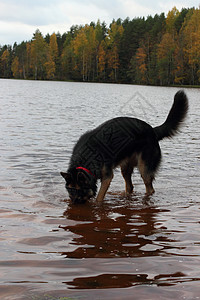 德国牧羊犬在湖中森林树木潜水海滩女性反射图片