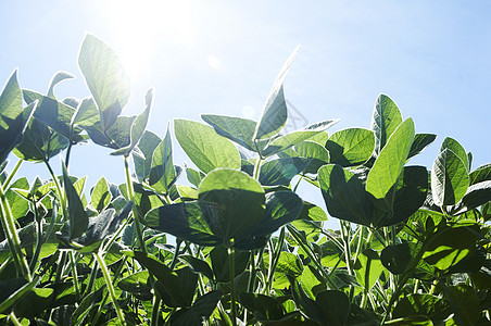 豆类植物 特写叶子场景农场培育大豆场地土壤蔬菜太阳乡村图片