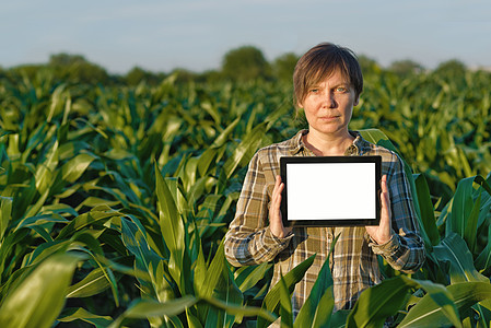 玉米田中带有平板电脑的农学家玉米地科学生态农业杂草控制育种女性工程专家技术图片