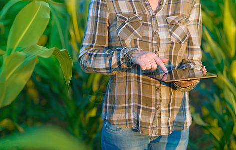 玉米田中带有平板电脑的农学家女性科学软件土壤控制生物药片灌溉生产育种图片