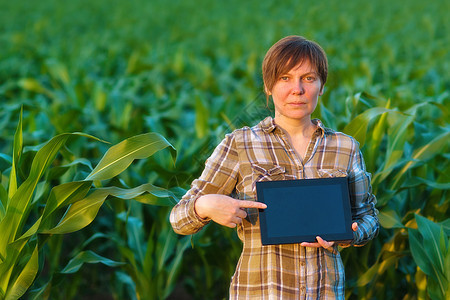 玉米田中带有平板电脑的农学家女士软垫杂草专家工程软件生物植物土壤生态农业图片