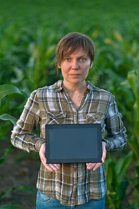 玉米田中带有平板电脑的农学家专家生育力科学生物生产遗传学药片工程灌溉育种图片