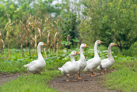 白海鹅的一锁农业配种生长白色团体动物嵌入家禽动物群乡村图片