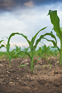 农业领域青青绿色玉米植物食物环境农田场地农场土地叶子生长季节图片