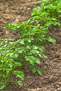 种植植物植物纤维中的绿色土豆厂一行食物农业农田生产阳光花园种植园生长乡村蔬菜图片