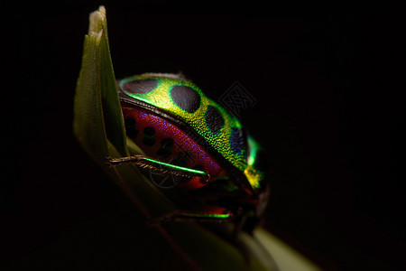 彩虹防护罩蓄草虫昆虫生物害虫甲虫笔体宏观森林动物群荒野植物图片