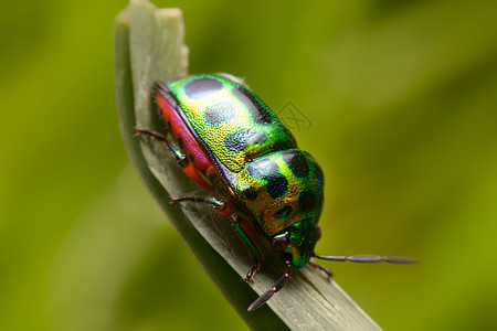 彩虹防护罩蓄草虫植物甲虫斑点野生动物生活叶子宏观生物森林花园图片