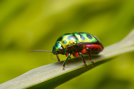 彩虹防护罩蓄草虫动物群漏洞森林荒野生活斑点昆虫害虫花园翅膀图片