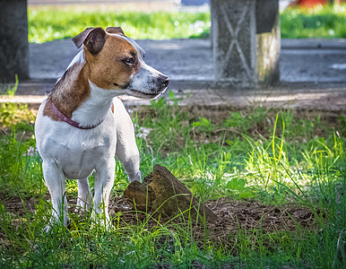 绿草中的杰克罗素梗犬 可爱的小型犬图片