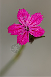 紫色粉红色离子解剖雌蕊菝葜阴影地衣花园洋甘菊叶子点状花瓣孕期图片