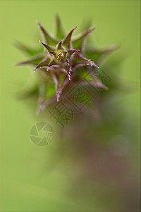 植物的抽象开花弯曲黄色绿色宏观紫色扭力曲线花园衬套黑色图片