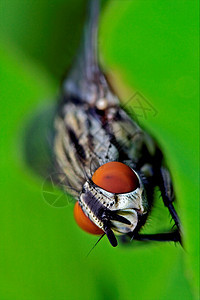飞翔的卡米波里达衬套宏观白色黑色昆虫暗纹眼睛棕色爪子蒸汽图片