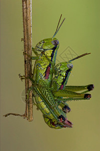 近距离特写了两只的整形栖息地眼睛爪子昆虫衬套木头枝条雀科线条蒸汽性别图片