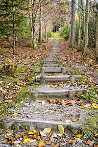 森林中的楼梯健身足迹石头运动森林远足绿色途径公园植物踪迹小路图片