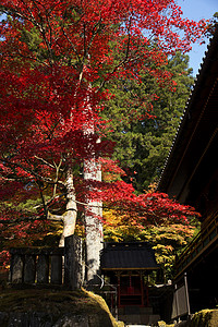 德川幕府的陵墓游客神道旅行假期日光旅游寺庙图片