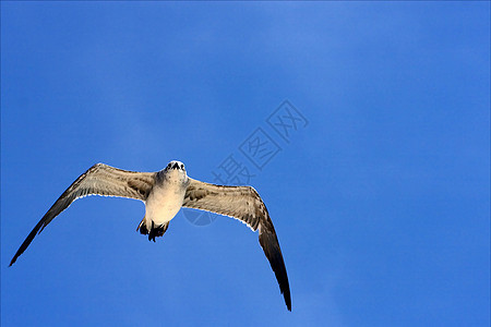 海鸥在墨西哥空中飞翔鼻子眼睛黑色天空假期荒野动物羽毛灰色灌木丛图片