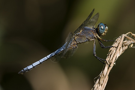 狂野蓝蓝蒸汽荒野发臭植物蜻蜓积分昆虫枝条爪子紫檀图片