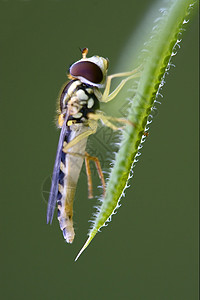 黄牛肋骨爪子弯曲衬套翅膀积分叶子分区枝条寄生虫图片