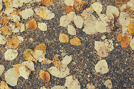 秋天落下 干枯树叶背景图片