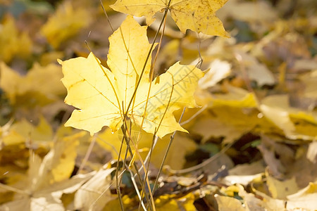 阳光下秋叶树叶太阳黄色植物植物学叶子晴天图片