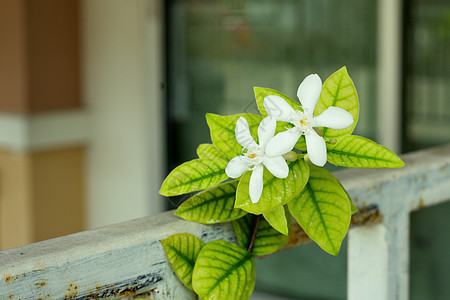 白色印地白花 黄黄色的莱提亚抗dysenterica花朵宏观仪式花瓣植物植物群茉莉花花园叶子香气图片