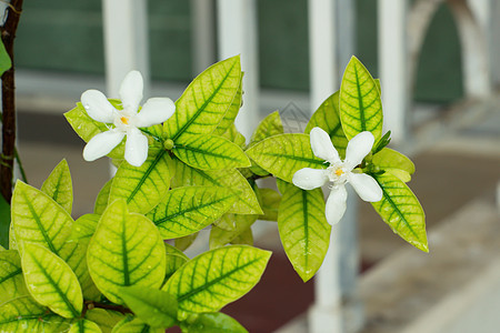 白色印地白花 黄黄色的莱提亚抗dysenterica花朵植物群茉莉花叶子香气仪式宏观花园植物花瓣图片