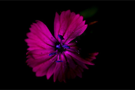 蓝色紫色diuthus雌蕊花园花瓣花粉宏观阴影石竹叶子图片