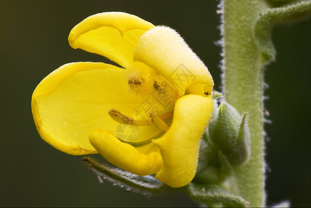 黄色花朵双阴阳极的黄色雌蕊洋甘菊宏观棕色花粉绿色阴影月见草花园花瓣图片