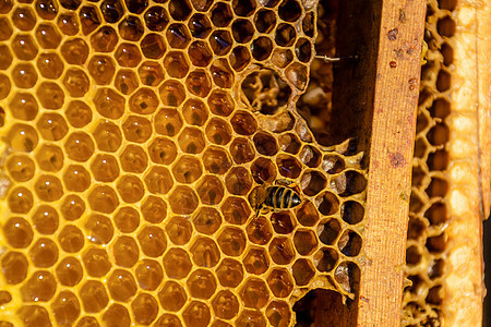 蜜蜂在蜂窝方面的工作细胞昆虫养蜂金子荒野蜂蜡药品食物六边形蜂蜜图片