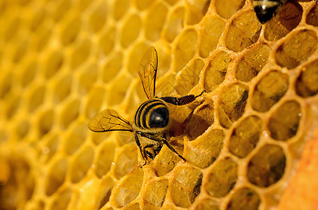 蜜蜂在蜂窝方面的工作养蜂宏观食物六边形金子蜂蜜蜂蜡药品荒野昆虫图片