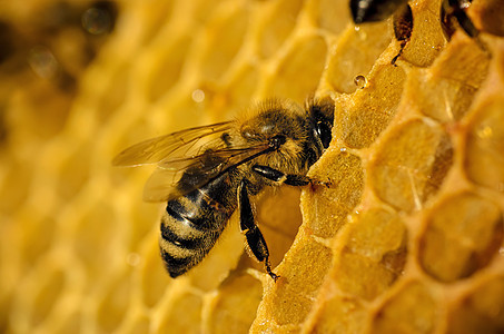 蜜蜂在蜂窝方面的工作蜂蜜荒野黄色六边形蜂蜡宏观昆虫药品养蜂金子图片