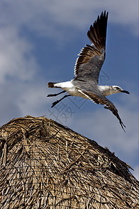 白黑海海鸥在稻草中飞行图片