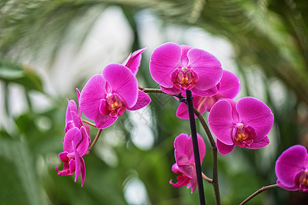 植物园的兰花花束植物群叶子庆典花园花瓣艺术植物墙纸热带图片