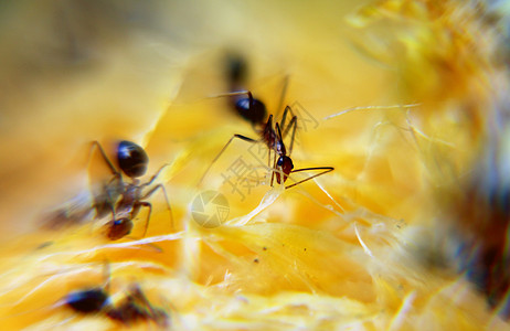 食用成熟水果的蚂蚁图片