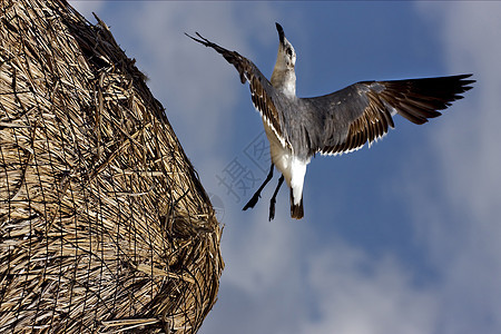 黑海鸥在稻草中飞翔假期鼻子乌鸦肿胀羽毛鸢尾花线索麻雀鸭子灌木丛图片